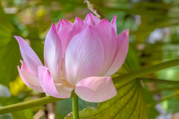 Obraz premium lotus rose 