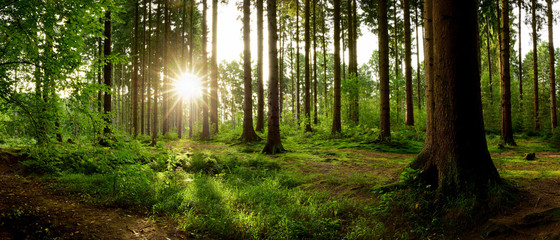 Fototapeta premium Beautiful forest with bright sun shining through the trees