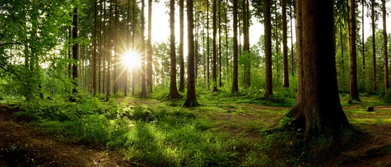 Gardinen Beautiful forest with bright sun shining through the trees © Günter Albers