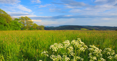 Wildflowers field and blue sky.