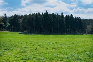 Obraz premium 牧草地