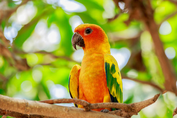 Sun Parakeet or Sun Conure parrot on tree.