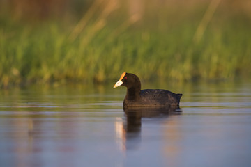 white winged coot
