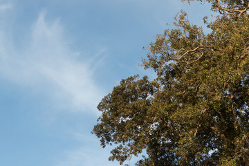 Green leaves against the blue sky.