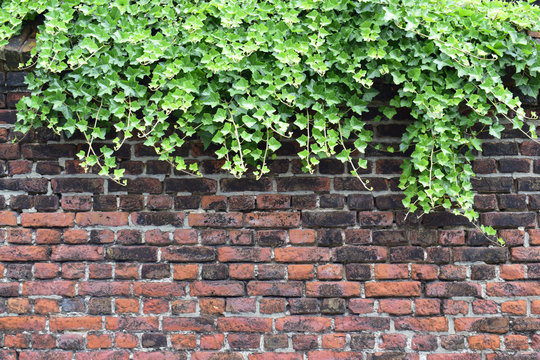 Ivy leaves or climbing plants, green leaves chlorophyll with sunshine on red and brown brick wall background at spring or summer season, beautiful frame for your design or your concept.