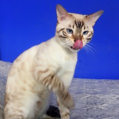 gatto bengala si lecca i baffi