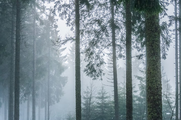 Landscape of a misty and gloomy forest in the Vosges mountains in winter.