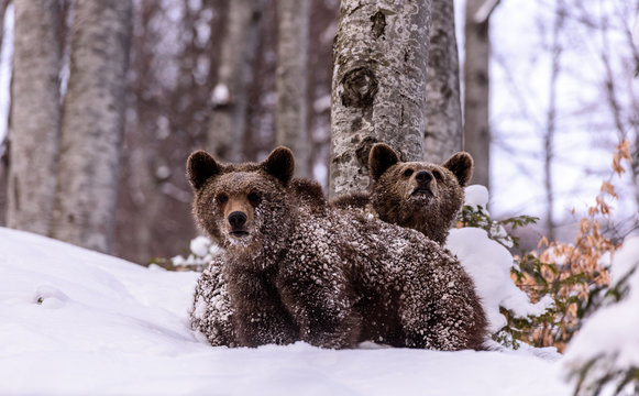 Bear in winter time. Bear bruin in the forest.