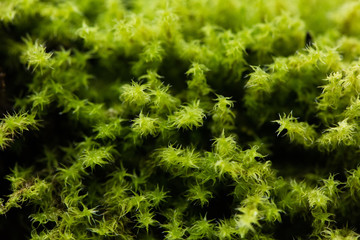 Spiky Little Moss