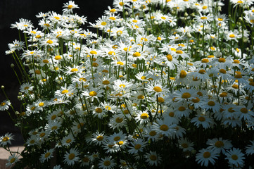 Summer photos of flowers. Daisies an aromatic European plant of the daisy family, with white and yellow daisy like flowers. spring daisy in the meadow