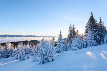 Snow covered spruce trees stand in snow swept mountain meadow under a blue sky. Marvelous winter sun high in the mountains in beautiful forests and fields.