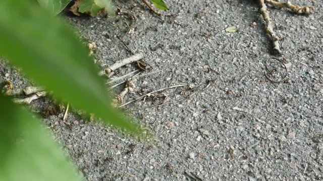 Formic road (ant way) to anthill. Red forest ants, Formica rufa, scurrying here and there, foraging, macro
