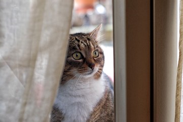 gatto infreddolito alla finestra