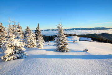 On a frosty beautiful day among high mountains and peaks are magical trees covered with white fluffy snow against the magical winter landscape.