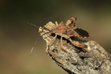 Image of Groundnut Bug, Acanthocoris sordidus (Coreidae) on dry branches. Insect Animal.