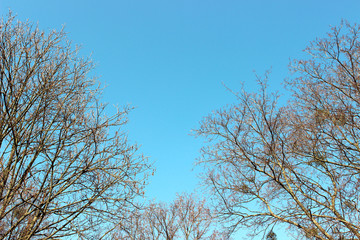 Fototapeta premium The sky with tree tops