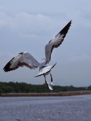 Seagulls in mangrove forest reserve bangpoo Thailand