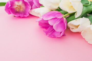 Tulips bouquet on pastel background. Closeup view. Floral background.