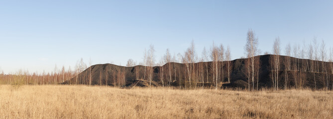Terril with birch trees of a closed colliery