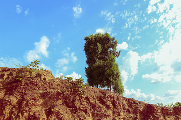 On the slopes of the wilderness, a cypress grows lush