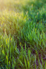 green grass in sunlight background