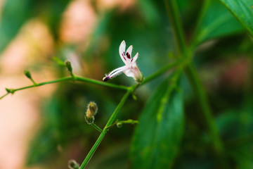 Andrographis paniculata flower closeup herb