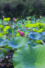 Growing dense lotus and lotus leaves in the pond in summer