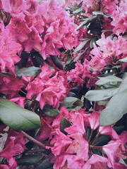 Kwiaty  © TheArtyzm