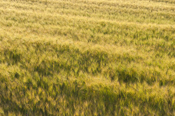 Field of Barley (Hordeum vulgare L.) in contralight during sunset