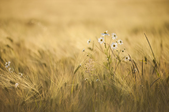 Common daisy (Bellis perennis) flowers in Barley fields during sunset