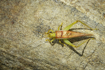 Image of a cricket (Trigonidiidae, Tettigoniidae) on the rocks. Insect. Animal.