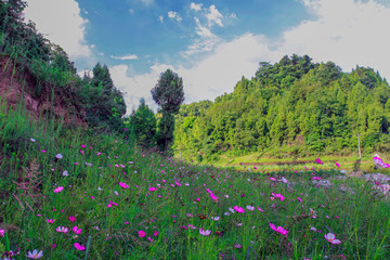 Outdoor flowers and hills, as well as blue sky and white clouds