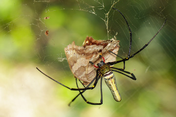 Image of Golden Long-jawed Orb-weaver Spider(Nephila pilipes) eating dead butterflies on the spider web. Insect. Animal