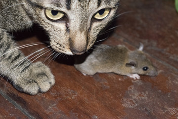 Cats are catching mice.