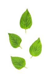 leaf of lantana on the white background.Clipping path inside.