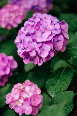 Obraz premium Beautiful pink Hydrangea flower with green leaves in nature garden, Close up vertical shot