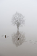 Fototapeta na wymiar Lonely pollard willow tree in meadow with reflection in water after floods of the Dender river.