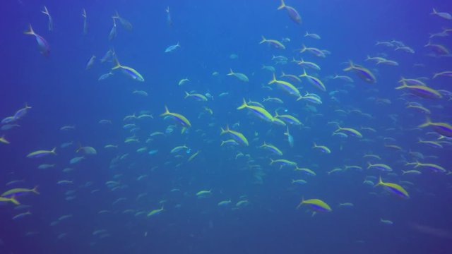 Fish underwater