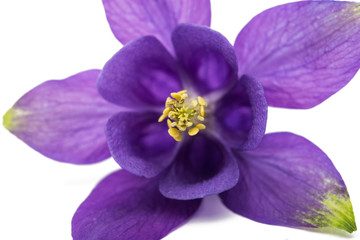 aquilegia flower isolated