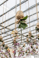 The orchid hangs on the roof of the greenhouse and grows downwards.