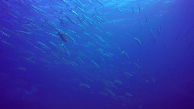 Chevron Barracuda fish