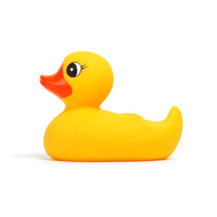 Yellow rubber duck on white