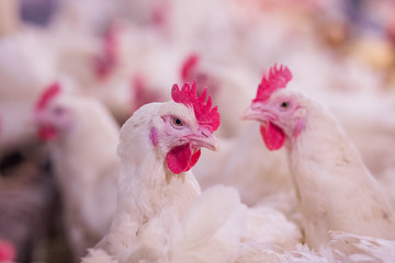 Poultry farm with chicken. Husbandry, housing business for the purpose of farming meat, White chicken Farming feed in indoor housing. Live chicken for meat and egg production inside a storage.