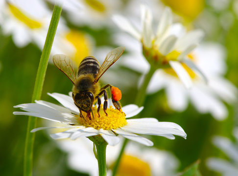 Honey bee worker on flower