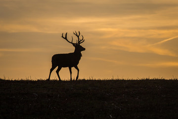 A white tail deer silhouetted against a sunset