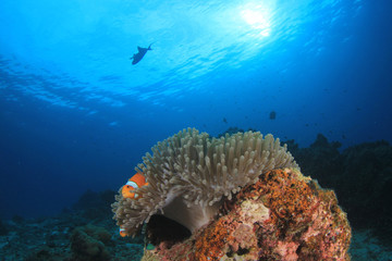 Clownfish anemonefish fish