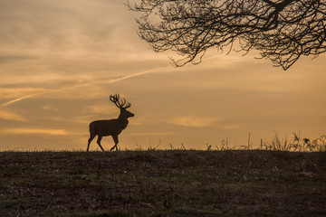 Fototapeta premium A white tail deer silhouetted against a sunset