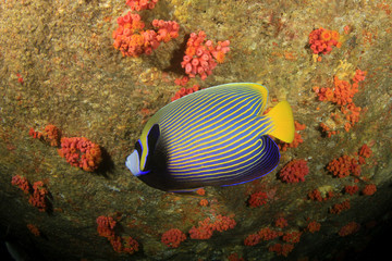 Naklejka na ściany i meble Fish underwater coral reef