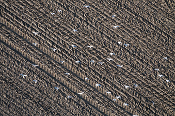 aerial image of gulls flying over plowed fields