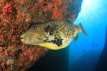 Fish underwater coral reef